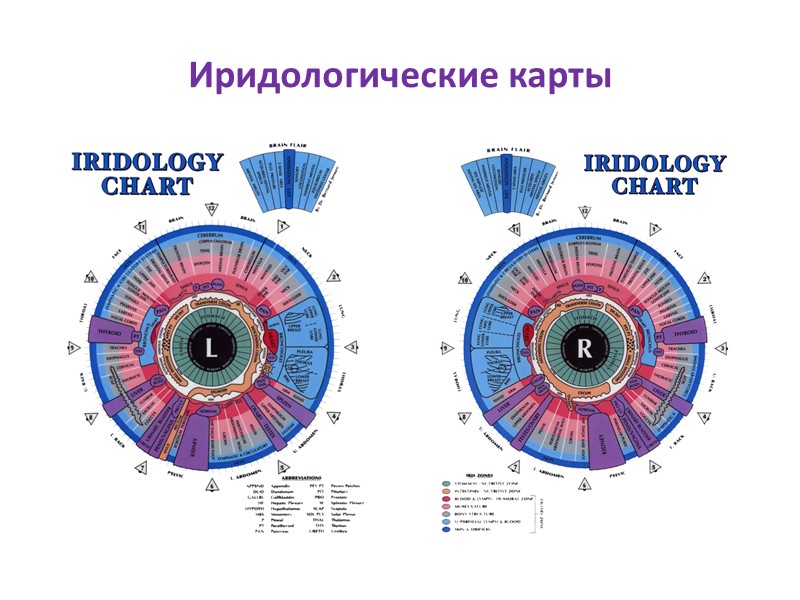Иридологические карты